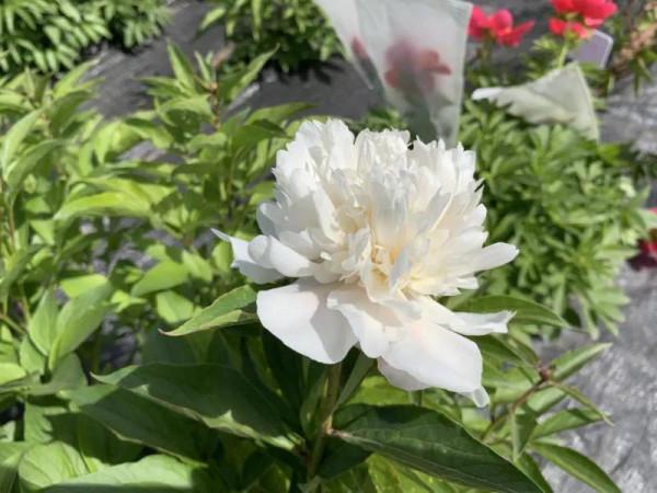 河南省農科院育成的2個切花芍藥品種透過鑑定 河南省農科院育成的2個切花芍藥品種透過鑑定