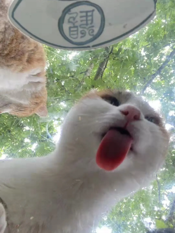 米麒麟:我掉缸怎麼了? 米麒麟:我掉缸怎麼了?