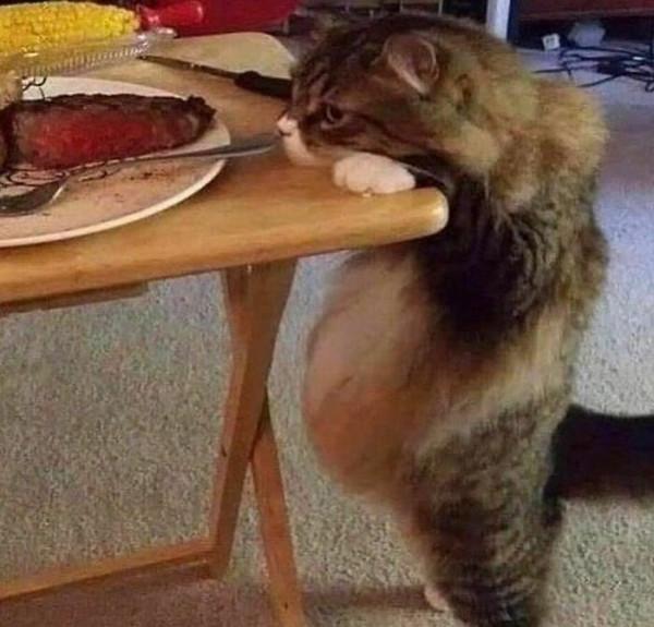 35張活久未見的動物搞笑照片，這些動物上輩子都是人類嗎