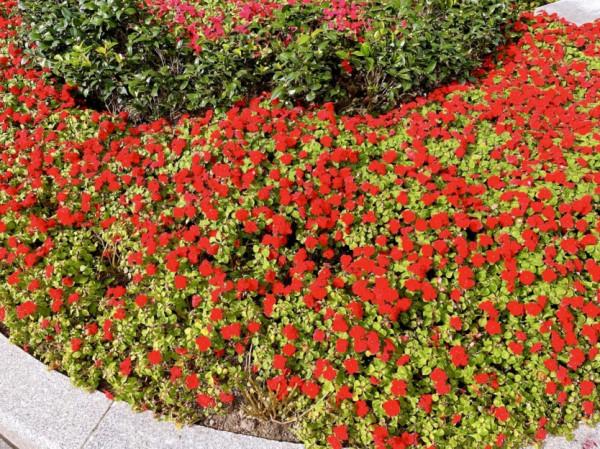 圖說黃浦丨路中隔帶有新意,花卉點綴添靚麗 圖說黃浦丨路中隔帶有新意,花卉點綴添靚麗