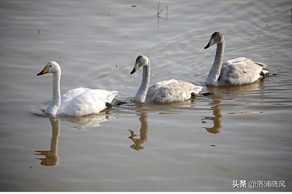 家鵝與天鵝是近親嗎？兼談家鵝與天鵝的區別