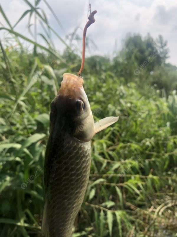 2021垂釣日誌之48，白馬湖高溫揮汗提鯽忙