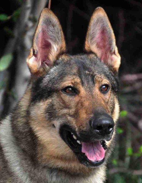 昆明犬和德牧區別在哪,你會選養哪隻? 昆明犬和德牧區別在哪,你會選養哪隻?