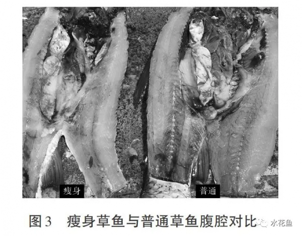 瘦身魚養殖現狀問題及關鍵技術：瘦身養殖是結果而不是養殖方式