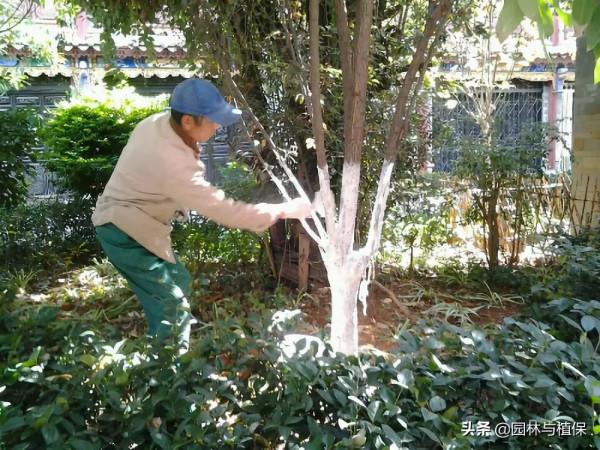 園林植物冬防措施注意事項 園林植物冬防措施注意事項