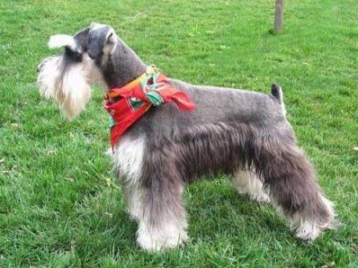 深入剖析雪納瑞犬“咬人”的5大原因 深入剖析雪納瑞犬“咬人”的5大原因