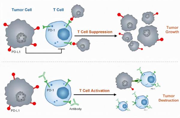 抗擊腫瘤的狙擊手:免疫治療的副作用及處理對策 抗擊腫瘤的狙擊手:免疫治療的副作用及處理對策