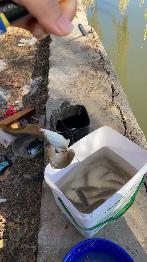 三五釣友相聚小清河，有說有笑豈不美哉