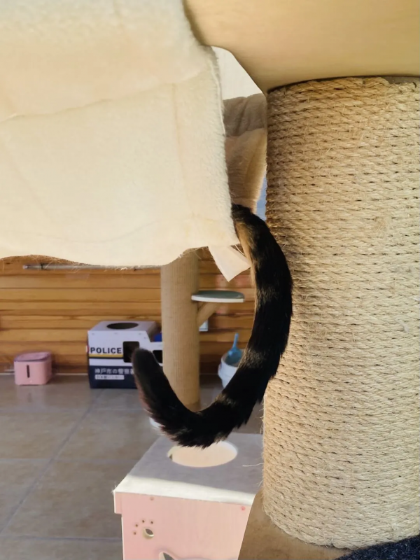 這貓怎麼豹裡豹氣的？