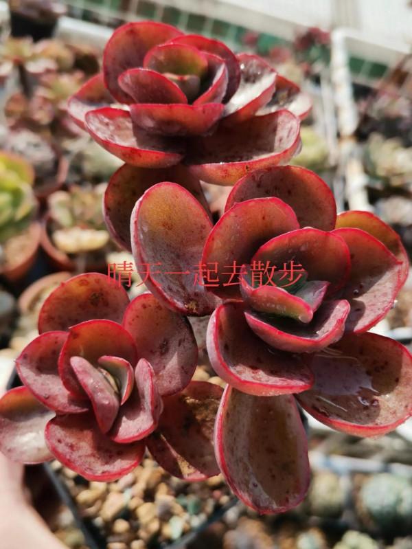 我言秋日勝春朝