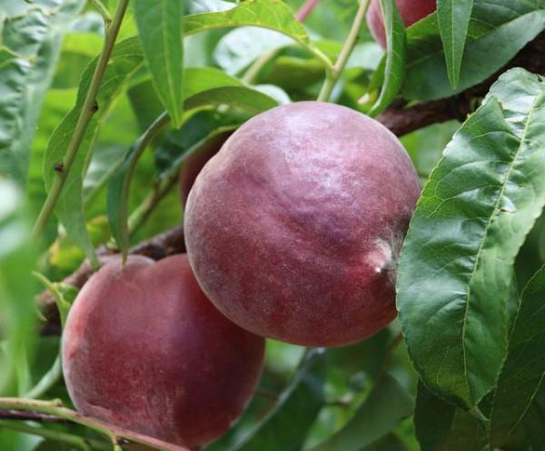 我國優質果樹崛起，產量客觀，有一定的市場前景，你清楚嗎