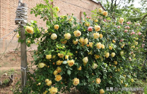 露養易黑斑12種月季，不建議全露養、地栽不遮雨養這些品種