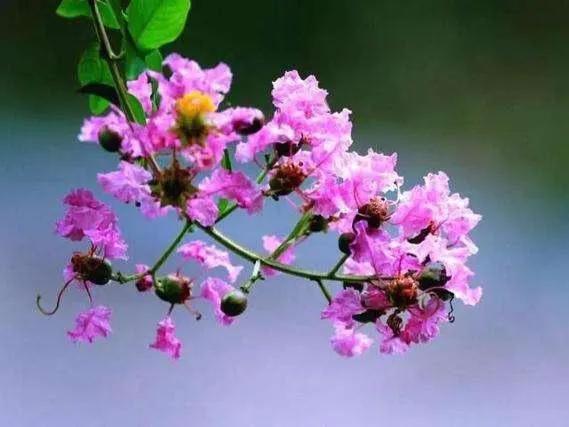 分享——紫薇花