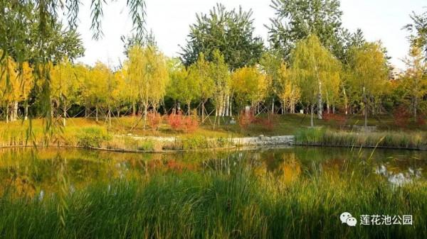 【FENG景】創森動態 | 蓮花池公園多彩的秋天