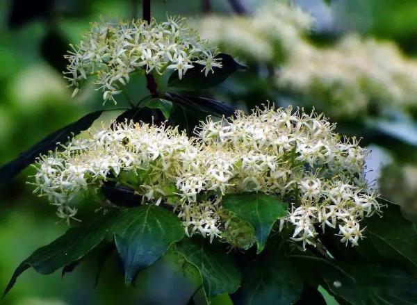 實用分享丨30款大型開花樹種介紹,白似雪、黃似陽、紅似霞,美翻 實用分享丨30款大型開花樹種介紹,白似雪、黃似陽、紅似霞,美翻