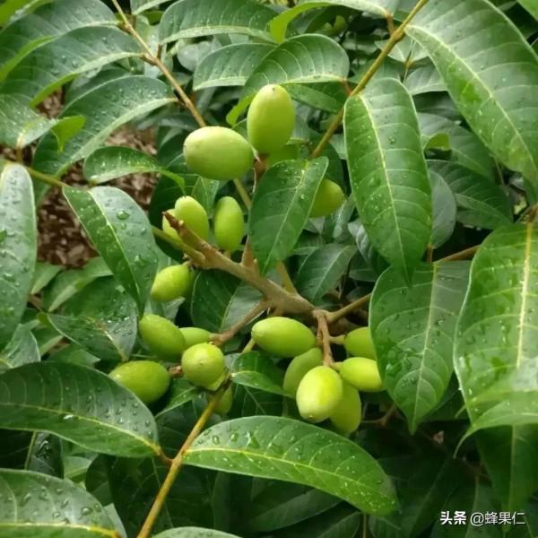 農村這25種能吃的野果都是童年的回憶,現在越來越少你還記得嗎? 農村這25種能吃的野果都是童年的回憶,現在越來越少你還記得嗎?