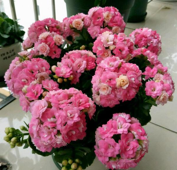 買到長壽花小苗，不要讓它開花，做好這幾步，讓它花量“翻幾倍”