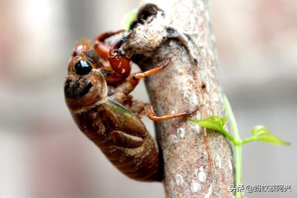 站在“食物鏈頂端”的雲南人，聽說在吃蟲這件事上，他們當仁不讓
