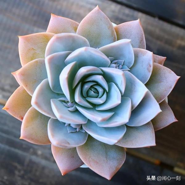 分享&mdash;&mdash;多肉，肉出花朵