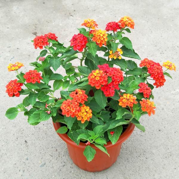 漂亮的花都有毒!認識這38種“大毒花”,給小孩做科普,遠離危險 漂亮的花都有毒!認識這38種“大毒花”,給小孩做科普,遠離危險