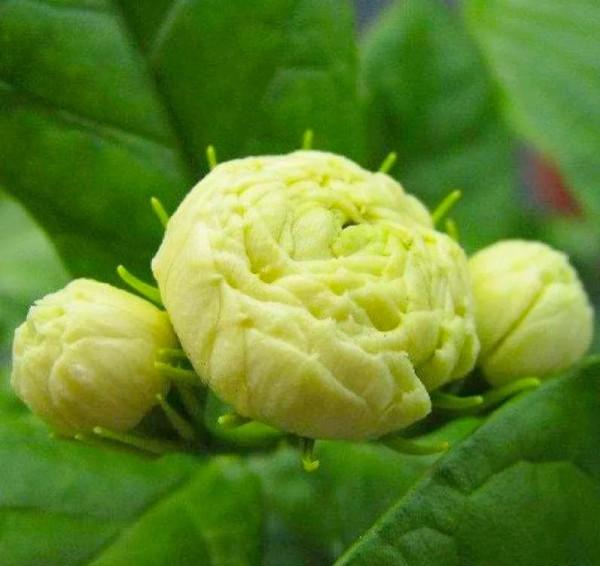 茉莉花中的佼佼者 虎頭茉莉