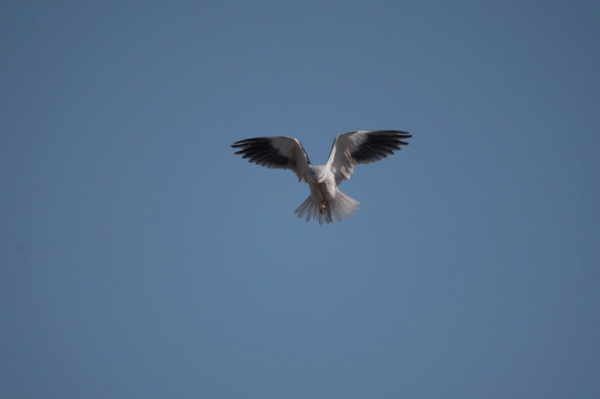 捉老鼠的黑翅鳶