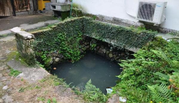 農村井邊長有“護水草”，以前多到來餵豬，如今碰到都是“走運”