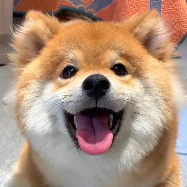 柴犬頭像 | 實現頭像自由