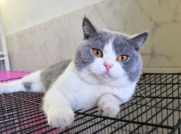 純種的&OpenCurlyDoubleQuote;英短貓&rdquo;，有這些特徵，一眼便可以看出來