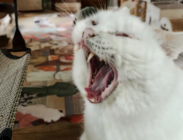 貓別墅還能這麼玩兒？