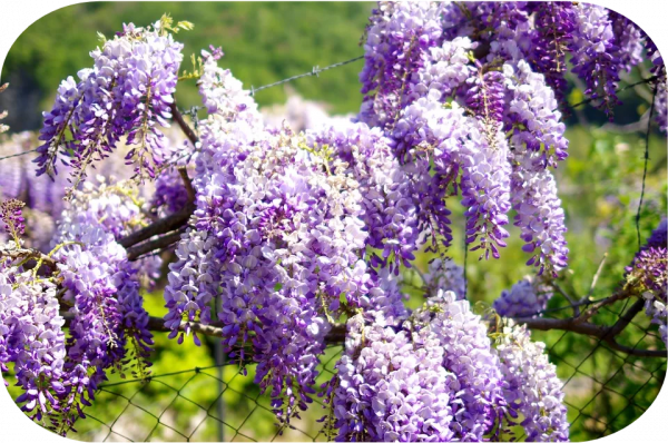 2塊錢，奪走了我家貓的命