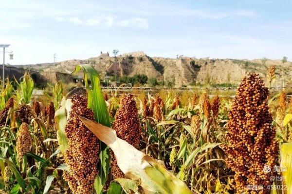 山西，讓我一次愛個夠之四——將軍會堡的“頹”與老營堡的“隆”