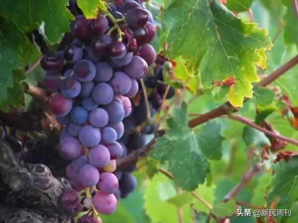 日本限制水果品種流出?良種需要引進來走出去 日本限制水果品種流出?良種需要引進來走出去