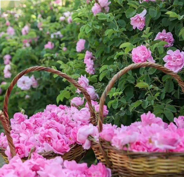 5種“女人花”,吃好又好聞,摘葉子花朵泡茶煲湯,養出嬌嫩容顏 5種“女人花”,吃好又好聞,摘葉子花朵泡茶煲湯,養出嬌嫩容顏