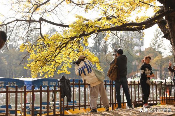 紅嘴鷗漫天,銀杏灑金,初冬翠湖風景入畫來 紅嘴鷗漫天,銀杏灑金,初冬翠湖風景入畫來