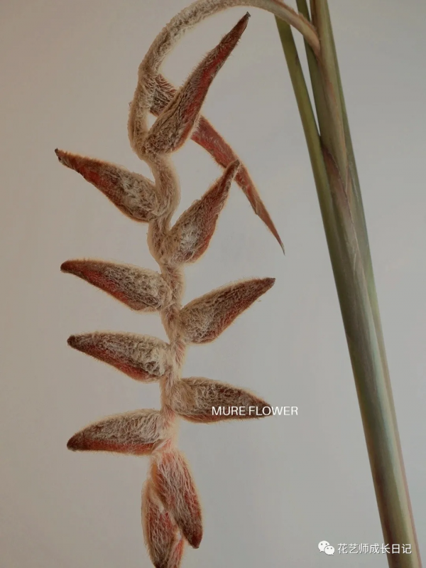 每日一花 | 毛毛鳥蠍尾蕉，小眾且高階的秋日花材~vol.16