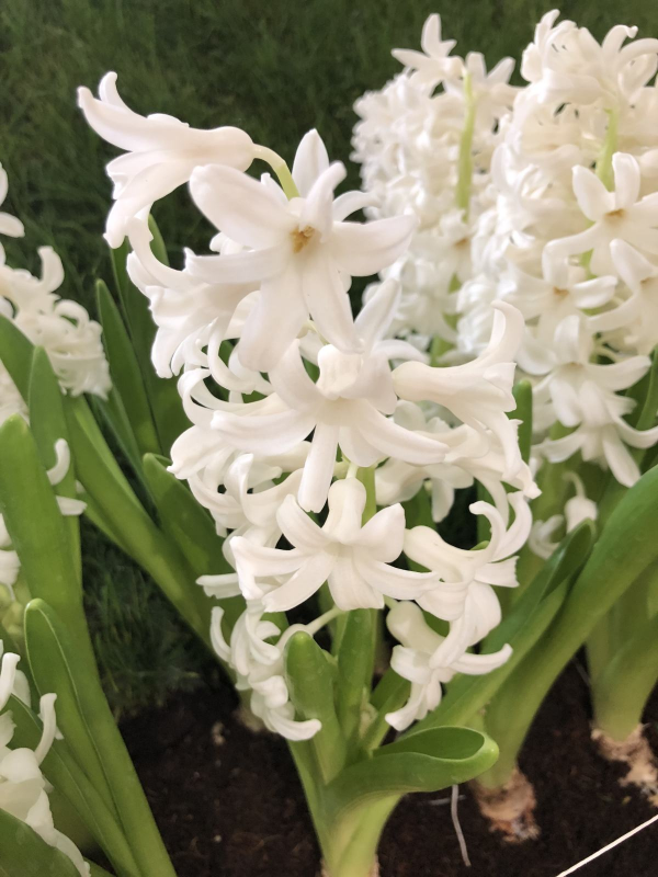 11月份最適合養風信子，開花堪稱&OpenCurlyDoubleQuote;活香水&rdquo;，滿屋子香甜味