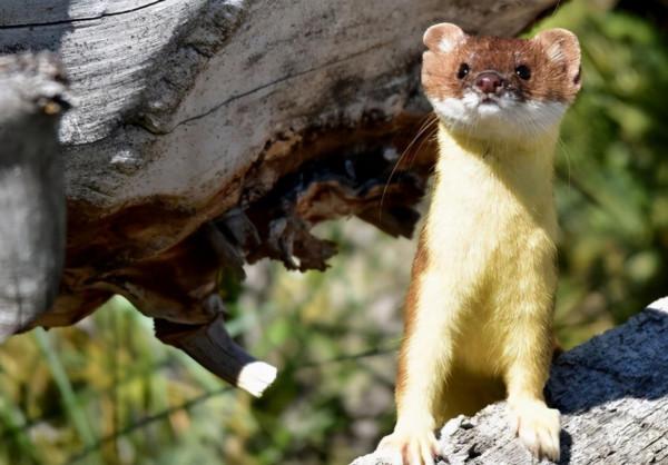 黃鼠狼的天敵是什麼？看家護院的社會大鵝，還是戰無不勝的貓？