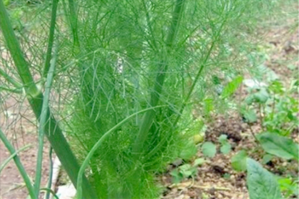 12種懶人蔬菜,種1次連續採收5年以上,庭院變成觀光園 12種懶人蔬菜,種1次連續採收5年以上,庭院變成觀光園