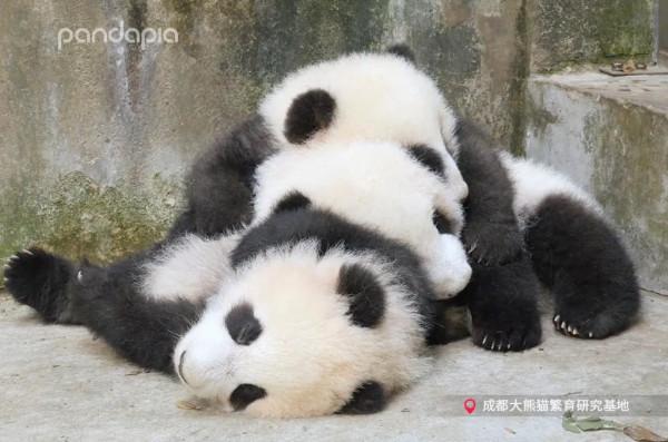 國寶測評！小熊牌枕頭到底有多軟