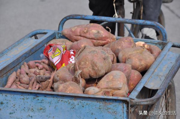 89歲老人與狗狗為伴，兩次險些喪命，看愛犬小虎咋救的主人