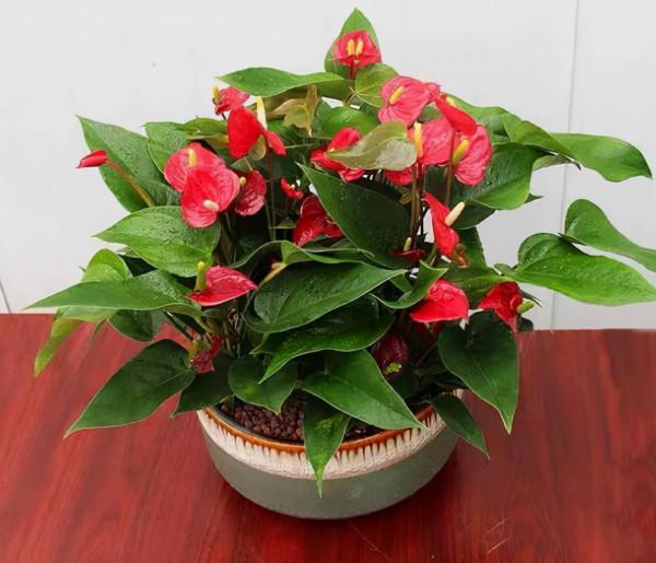 被譽為開花機器的6種花，不怕累，四季花開不斷