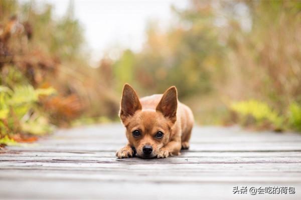 正月初二，牢記&OpenCurlyDoubleQuote;1不吃、2不洗、3不說&rdquo;的忌諱，虎年順利安康