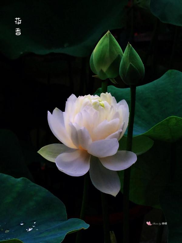 冬季看蓮花是“雪蓮”嗎? 冬季看蓮花是“雪蓮”嗎?