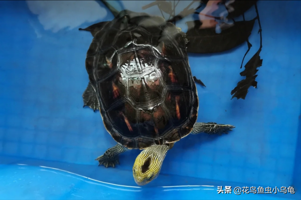 18種常見的烏龜，每種都有自己的特色，你喜歡哪種呢？