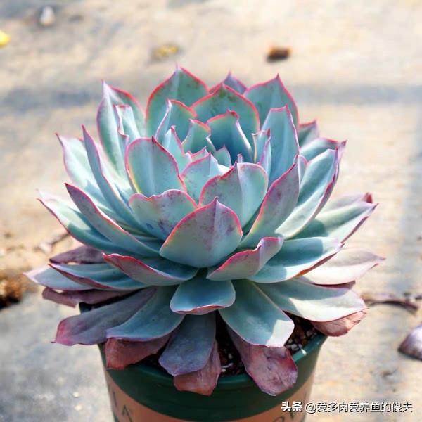 多肉植物中的“薄葉三仙”如何養護才能仙氣飄飄，如荷花立於水中