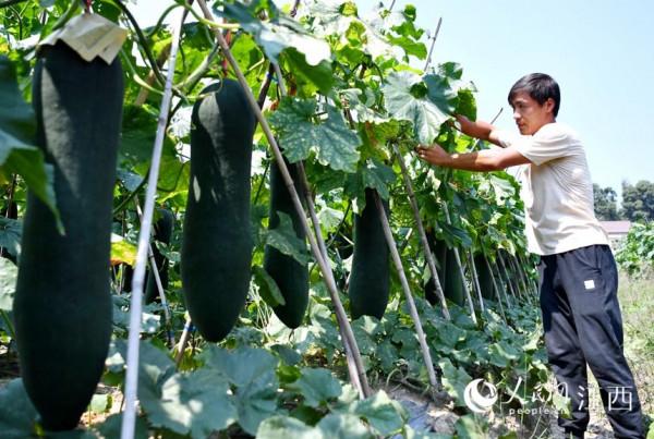 冬瓜掛滿藤 豐收在望