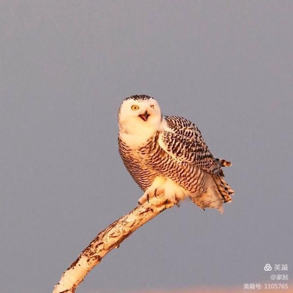 寒極精靈—雪鴞