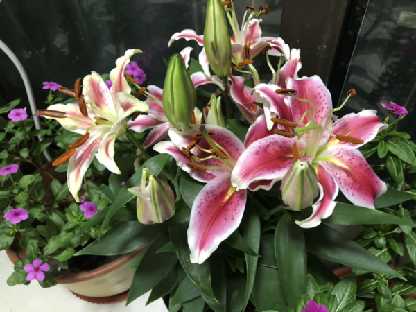 今日12星座好運花，“運勢”和花更配哦，你的幸運花是哪種？