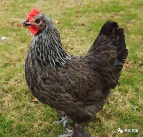 雞的品種與分類&mdash;&mdash;居然有這麼多品種？